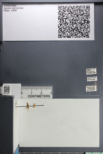 Media type: image;   Entomology 557328